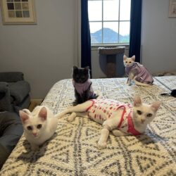 Four Good Reasons Why You Should Spay or Neuter Your Pet