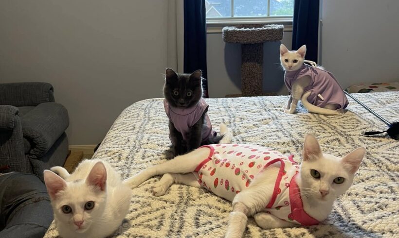 Four Good Reasons Why You Should Spay or Neuter Your Pet