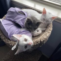 3:3:3 Rule of Introductions