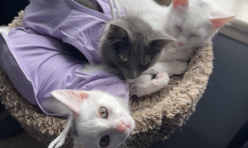 3:3:3 Rule of Introductions