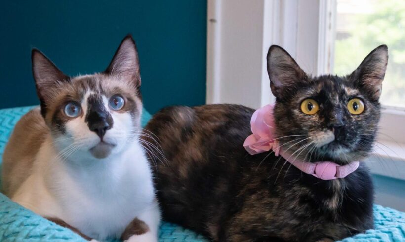 Top 10 Cat Care Tips